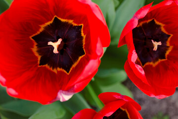 Red tulips close-up