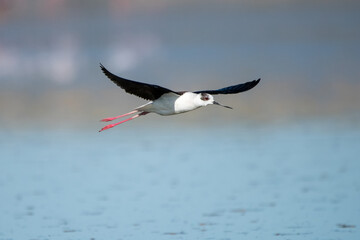 stork in flight