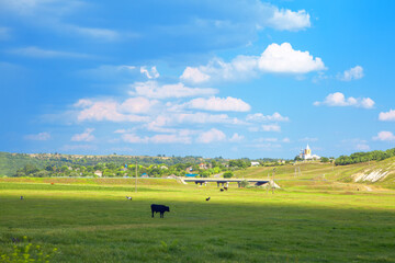 Fototapeta na wymiar Peaceful country scenery . Domestic animals on the pasture . Green rustic meadow . Church on the hill