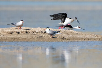 seagulls on the beach