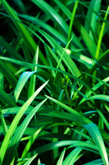 Long, contrasting, lily leaves as a background