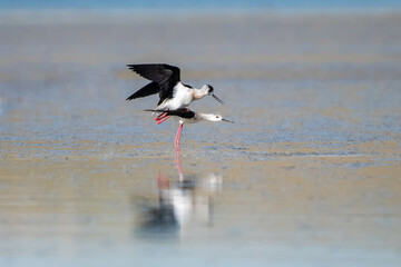 stork on the beach