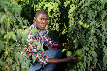 Confident afro male farmer picking carefully tomatoes on plantation. High quality photo