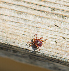 The white spot on its back identifies this tick as a female Long Star Tick (Amblyomma americanum). ...