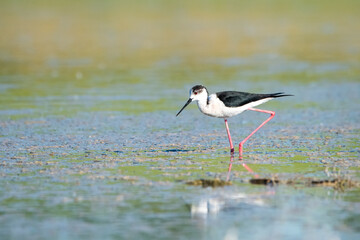 winged stilt