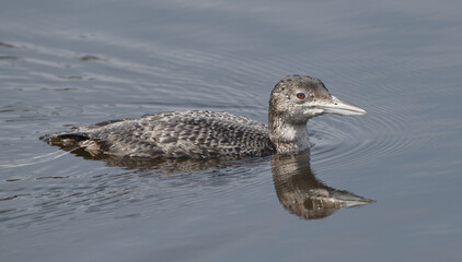 common loon adult (Gavin immer) non breeding colors, swimming right, red eye, incredible detail showing water droplets on head and body, reflection in calm flat water.  Florida migratory bird