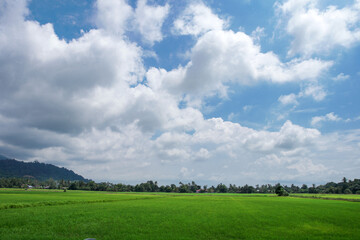 A beautiful scenary of a green paddy field under a cloudy blue sky