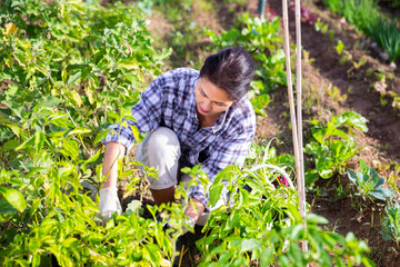 Smiling asian woman working on vegetable garden on autumn day, harvesting ripe eggplants grown in her smallholding