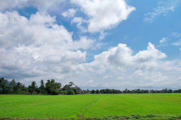 A beautiful scenary of a green paddy field under a cloudy blue sky