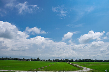Naklejka premium A beautiful scenary of a green paddy field under a cloudy blue sky