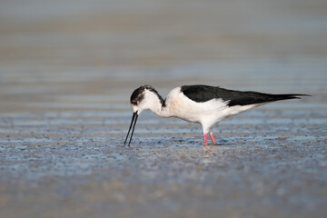 winged stilt