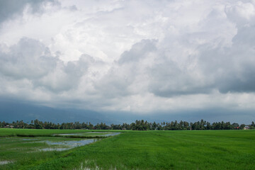 A beautiful scenary of a green paddy field under a cloudy blue sky