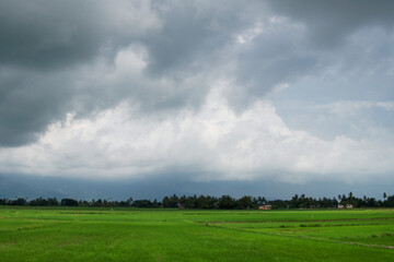 Fototapeta na wymiar A beautiful scenary of a green paddy field under a cloudy blue sky