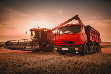 Harvesting grain in a farmer's field. The combine harvester unloads into the back of an...