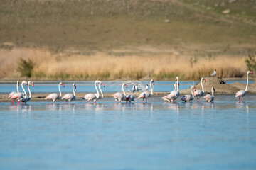 Fototapeta premium flamingos in the water