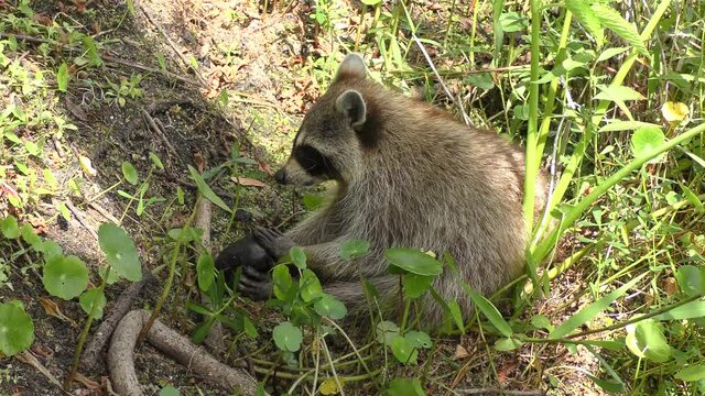Raccoon feeds on turtle in florida wetland