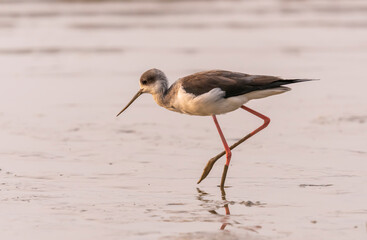 Black-Winged Stilt in Shallow Water (Himantopus himantopus) Wader Bird Stilt