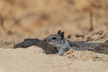 squirrel in the desert