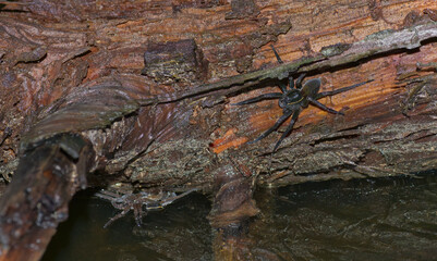 Six-spotted Fishing Spider (Dolomodes triton) on a wet log in a pond