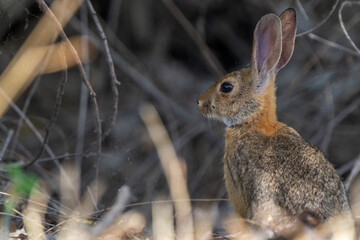 rabbit in the woods