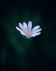 white daisy on blue