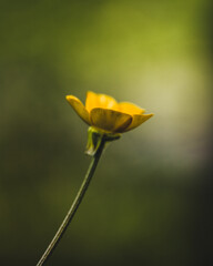 yellow flower