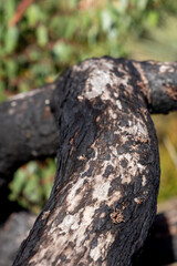 A close up of a burnt tree on Kangaroo island South Australia on may 8th 2021