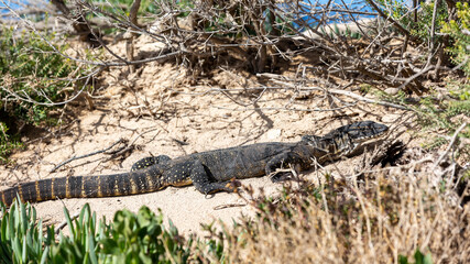 A Rosenburg Goanna sunning itself on Kangaroo Island South Australia on May 8th 2021