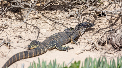Fototapeta premium A Rosenburg Goanna sunning itself on Kangaroo Island South Australia on May 8th 2021