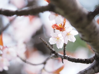 北海道の桜 エゾヤマザクラ