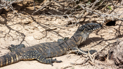 A Rosenburg Goanna sunning itself on Kangaroo Island South Australia on May 8th 2021