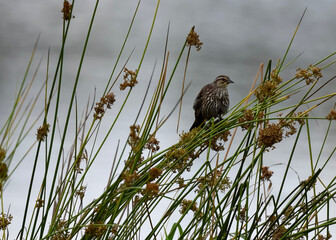 common reed warbler
