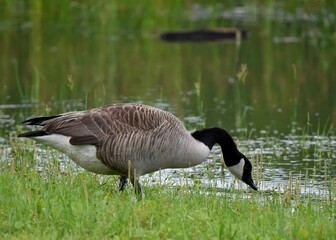 country goose branta canadensis
