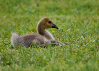 baby Canada goose