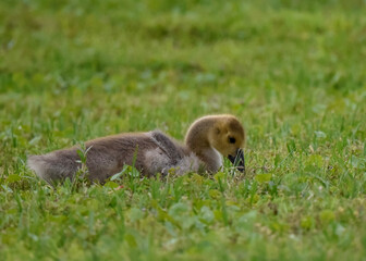 country goose on the grass