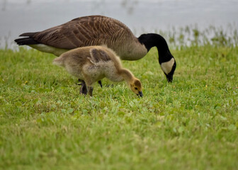 country goose on the grass
