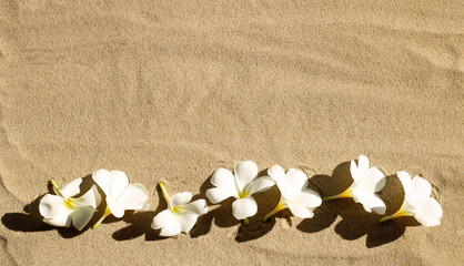 Fototapeta na wymiar White plumeria flowers on sand. Summer background concept.