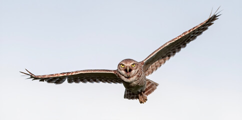 Burrowing owl (Athene cunicularia) flying with mouth wide open, wings apart, yellow eyes staring and white clouds background