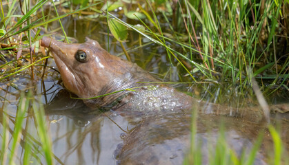 Florida soft shell turtle (Apalone ferox) in water with green weeds, looking back at camera with round, long snout poking forward, shell under water, head above water