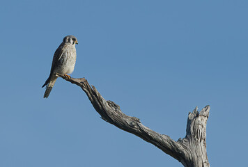 Female Southeastern American kestrel (Falco sparverius) perched on dead tree snag branch, looking right, blue sky background, feather detail