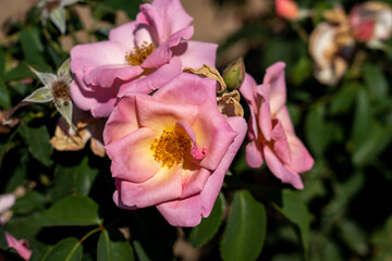 Peachy Knock Out rose flowers in field, Ontario, Canada. 
Scientific name: Rosa 'Peachy Knock Out'
