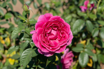 'Pretty Lady Rose' Rose flowers in field, Ontario, Canada.
Scientific name: Rosa 'Pretty Lady Rose'
