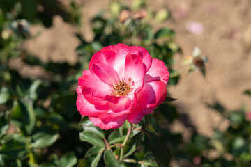 Aurora Borealis rose flower in field, Ontario, Canada. 
Scientific name: Rosa 'Aurora Borealis
