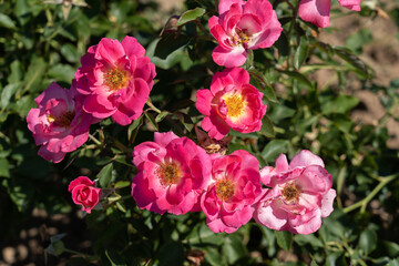 Aurora Borealis rose flowers in field, Ontario, Canada. 
Scientific name: Rosa 'Aurora Borealis
