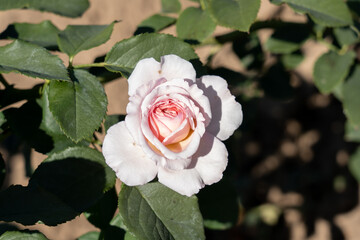 James Galway rose flowers in field, Ontario, Canada. 
Scientific name: Rosa 'James Galway'
