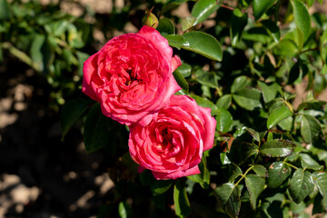 rose, Florentina, KO 02/1630-01, KORtrameilo, 
Large-flowered climber, Large-flowered,  climber, clusters, 
Medium red, Medium,  red, 
flower, field, ontario, canada,  rosa, closeup, nature, type, cla