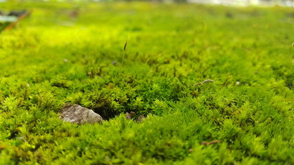 A sheet of moss which covers a railway of death.