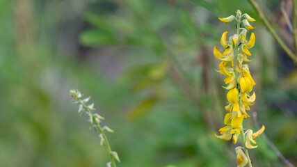 Leaves with bokeh background. Suitable for use as a graphic resource, wallpaper, basic material for greeting cards, wedding invitations, postcards and other
