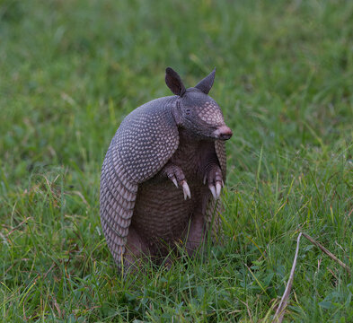 Wild nine-banded armadillo (Dasypus novemcinctus), or the nine-banded, long-nosed armadillo, is a medium-sized mammal, sitting up with claws exposed, in green grass, curiously looking to its right