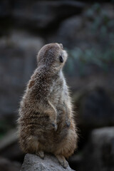 Fototapeta premium meerkat on the lookout